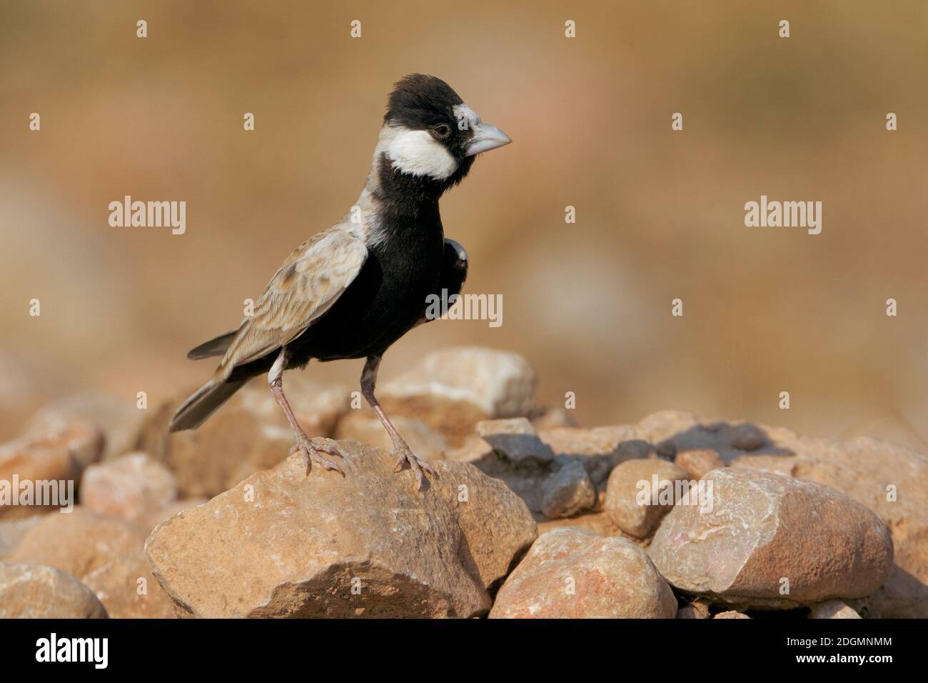 Allodola passero capinera; nero-incoronato Finch Lark; Eremopterix Foto Stock