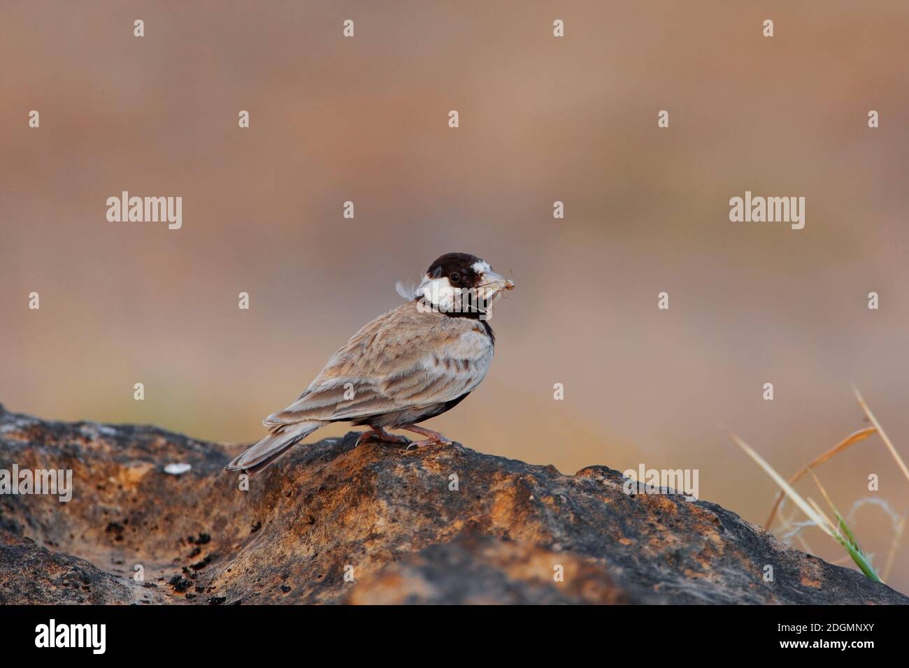 Allodola passero capinera; nero-incoronato Finch Lark; Eremopterix Foto Stock