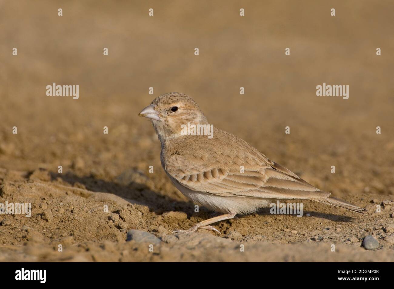Allodola passero capinera; nero-incoronato Finch-Lark; Eremopterix Foto Stock