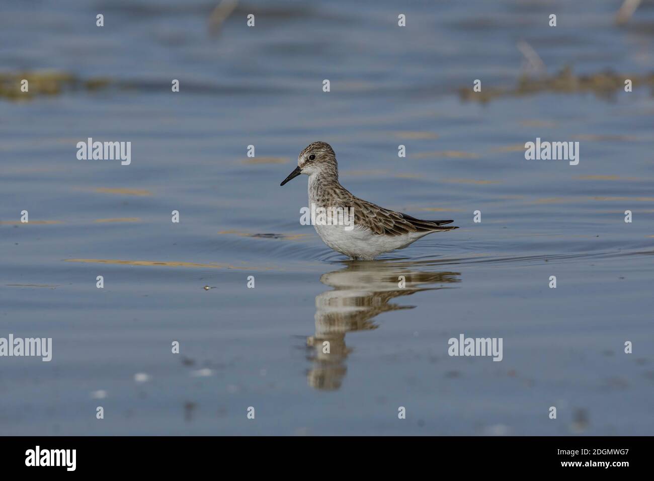 Piccolo stint (Calidris minuta) in un lago. Foto Stock