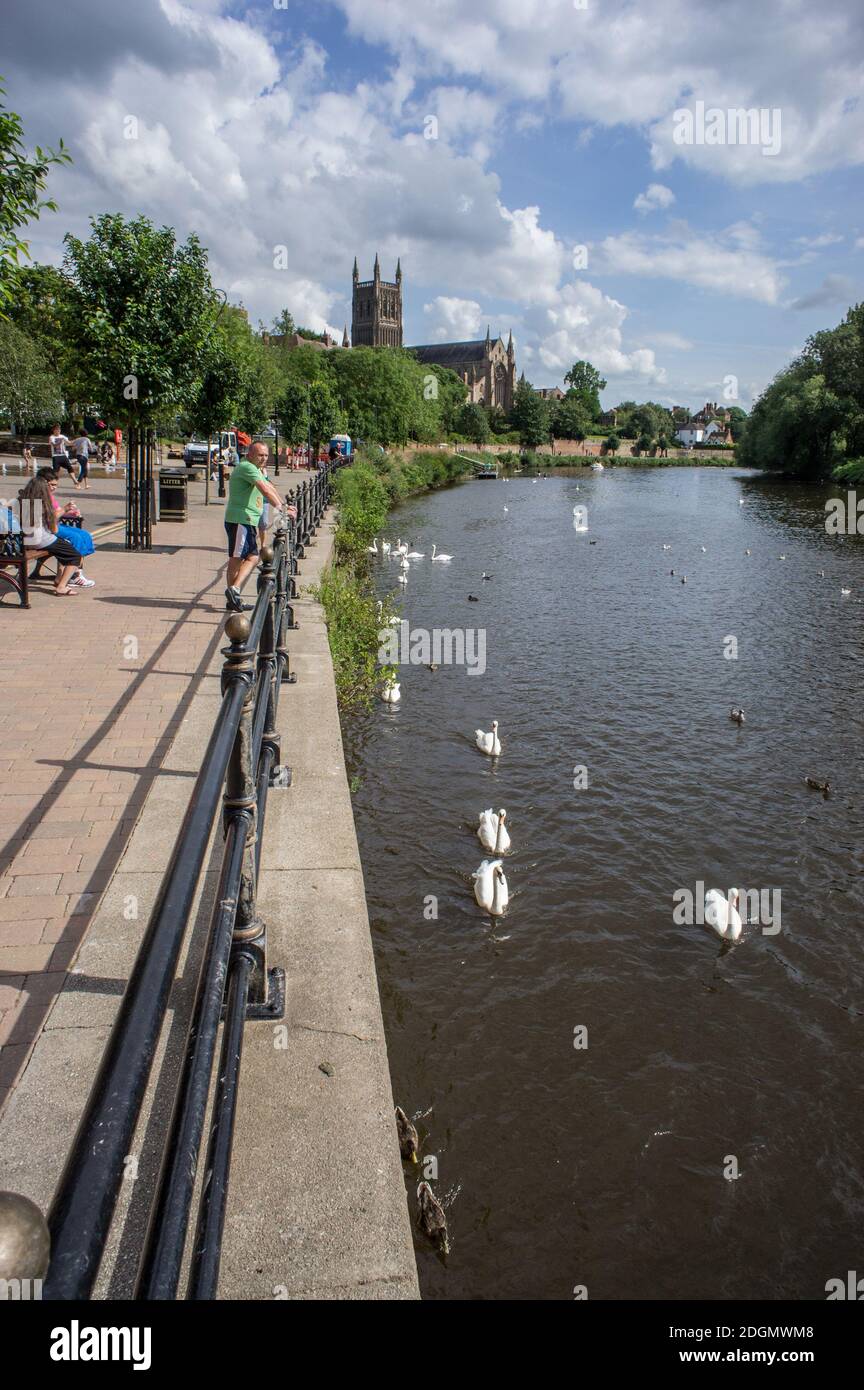 Una bella giornata estiva sul fiume Severn, Worcester, Regno Unito; cigni in primo piano, la cattedrale di Worcester sullo sfondo. Foto Stock