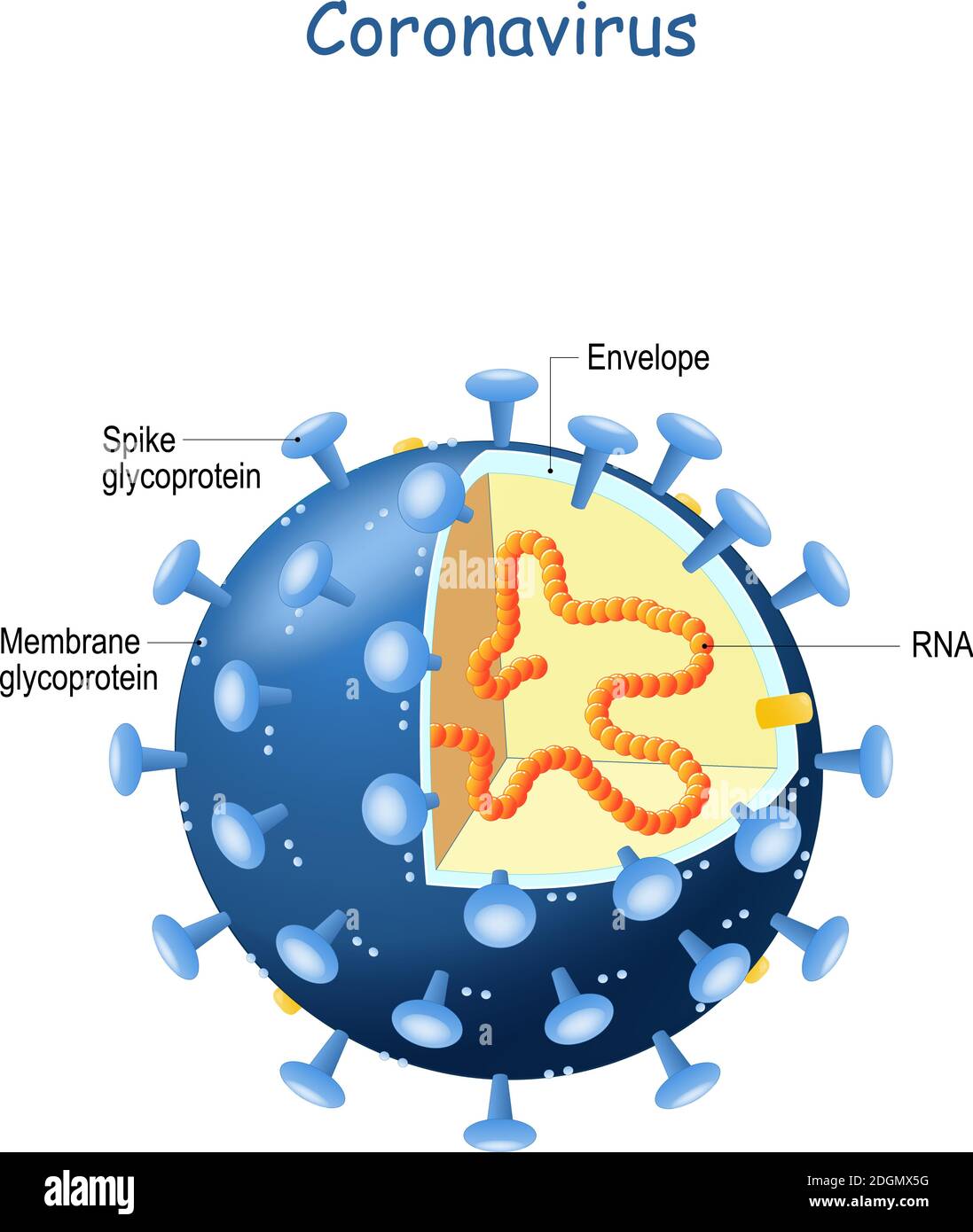 Sezione trasversale del virione di Coronavirus. Virus che causa una di malattia nell'uomo, dal raffreddore comune alla SARS. 2019-nCoV Illustrazione Vettoriale Sezione trasversale del virione di Coronavirus. Virus che causa una di malattia nell'uomo, dal raffreddore comune alla SARS. 2019-nCoV Illustrazione Vettoriale