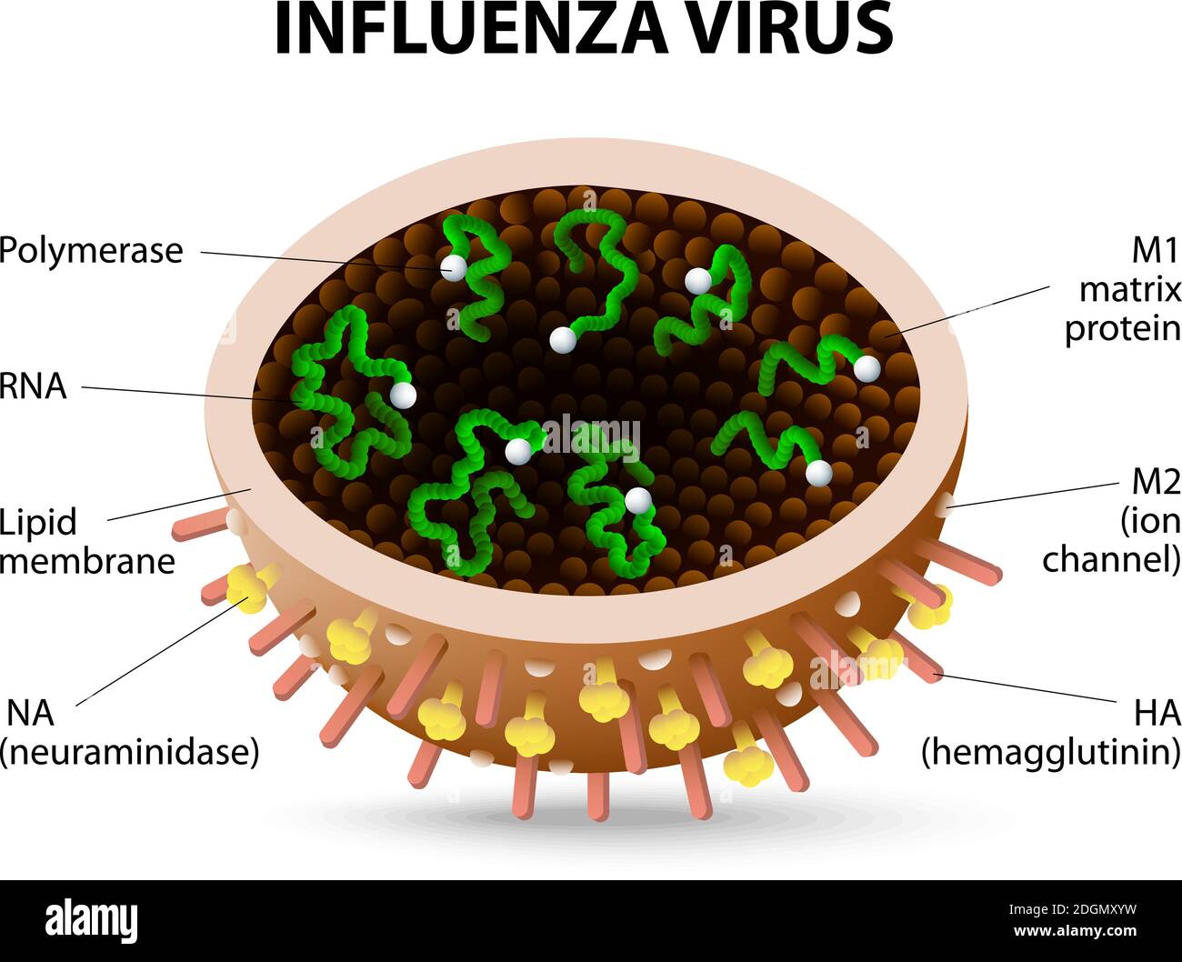 Struttura del virus dell'influenza virione. Diagramma vettoriale Illustrazione Vettoriale