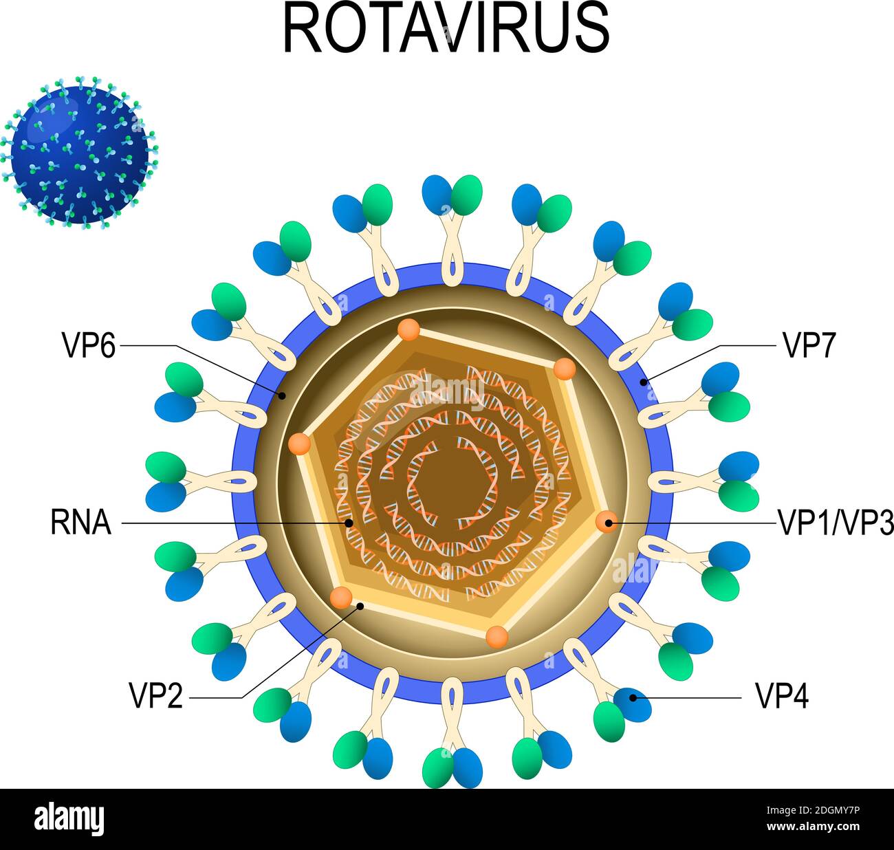 Anatomia del rotavirus. Struttura del virione. Diagramma vettoriale della posizione delle proteine strutturali del rotavirus. Virus Rota che causa gastroenterite acuta Illustrazione Vettoriale