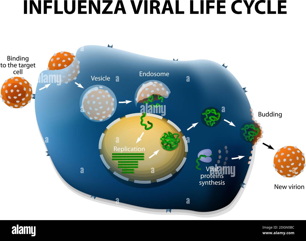 Ciclo di replicazione del virus dell'influenza. Diagramma schematico. Illustrazione Vettoriale