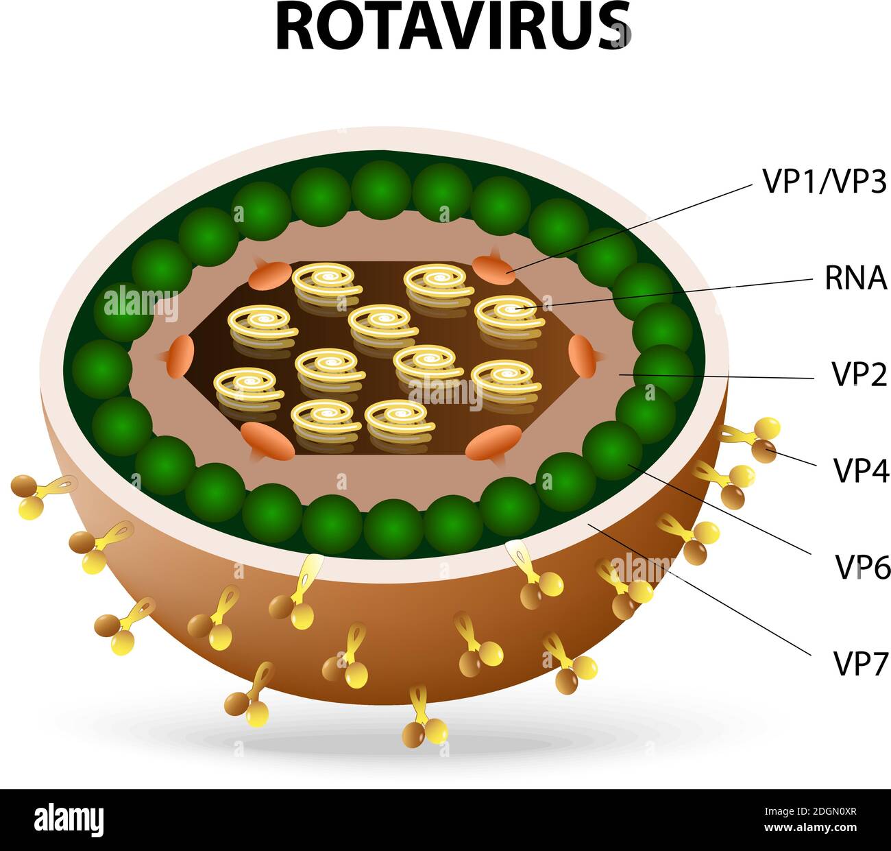 virione del virus del rotavirus o del rotaviron. Virus Rota che causa gastroenterite acuta in uccelli, mammiferi e esseri umani. Illustrazione Vettoriale