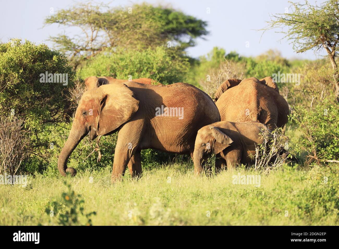 Elefanti con pelle rossa a causa della polvere in Tsavo East Nationalpark, Kenya, Africa Foto Stock