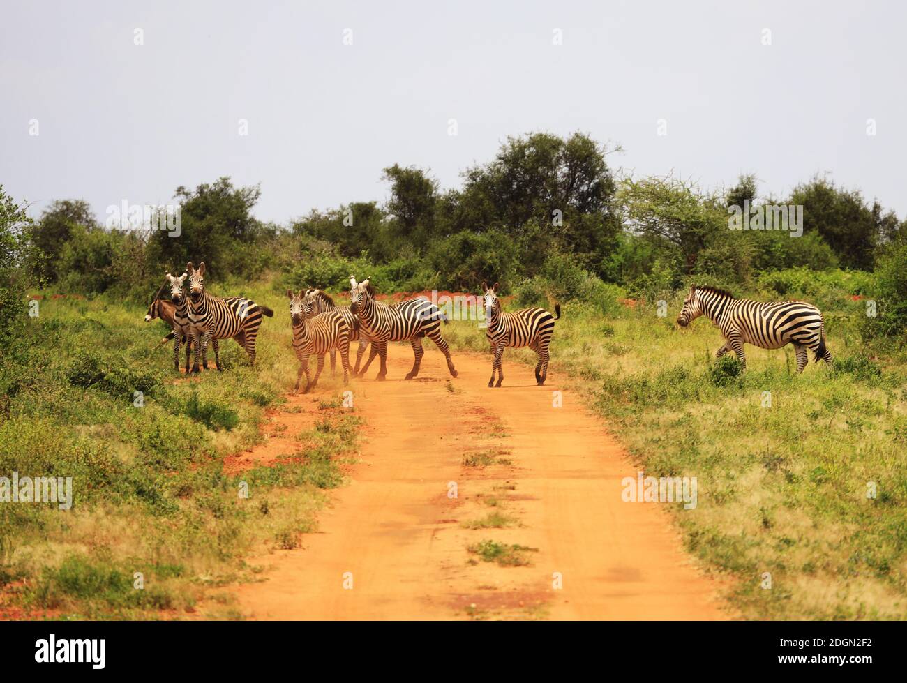 Zebre che attraversano la strada nel Parco Nazionale Tsavo Ovest, Kenya, Africa Foto Stock