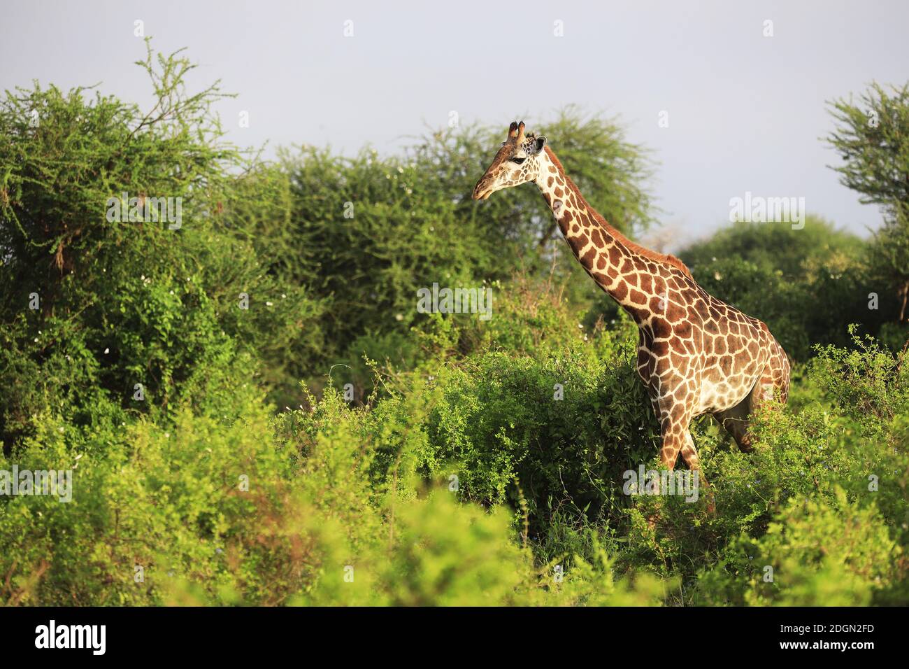 Massai-Giraffe Nel Parco Nazionale Tsavo Est, Kenya, Africa Foto Stock