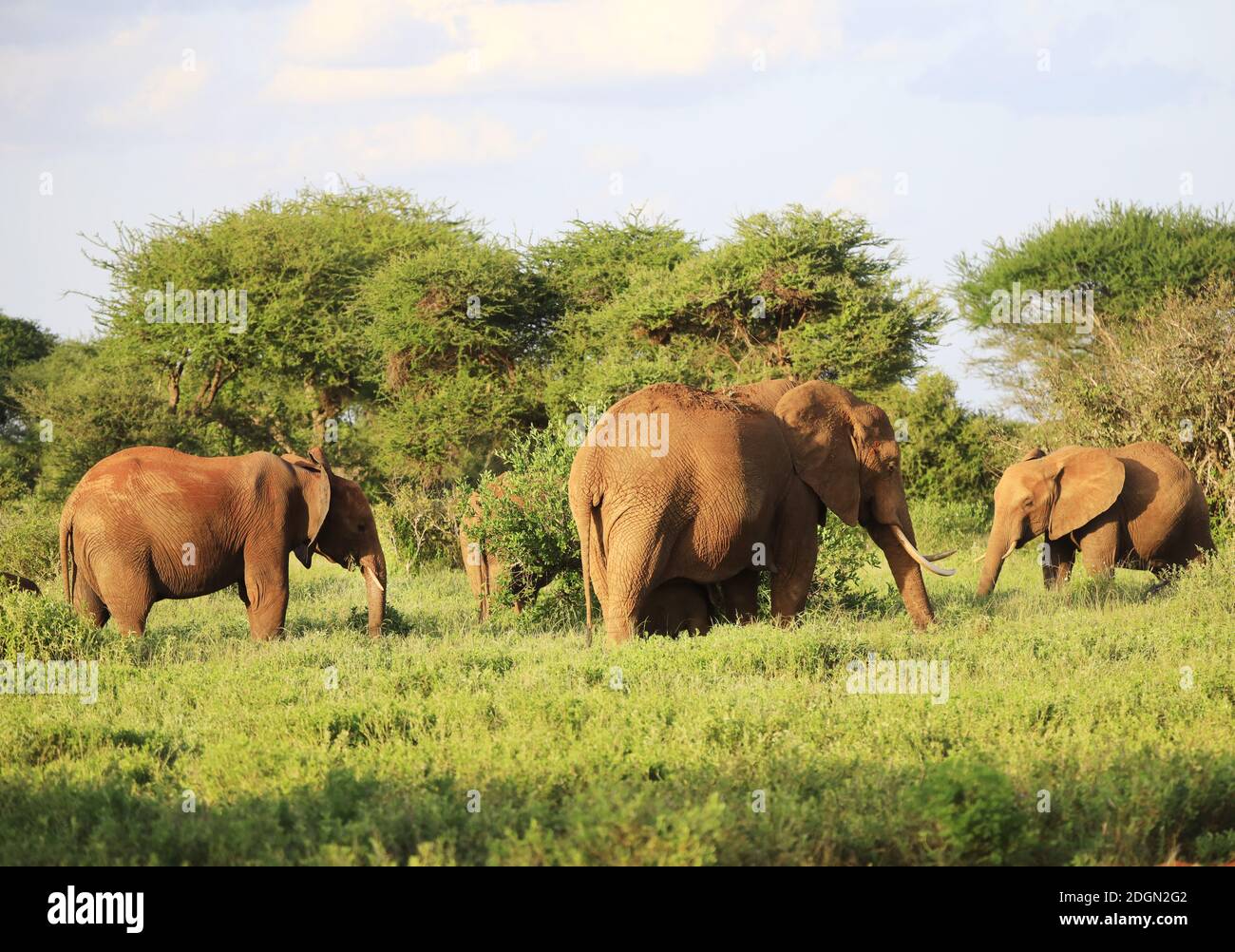 Elefanti con pelle rossa a causa della polvere in Tsavo East Nationalpark, Kenya, Africa Foto Stock