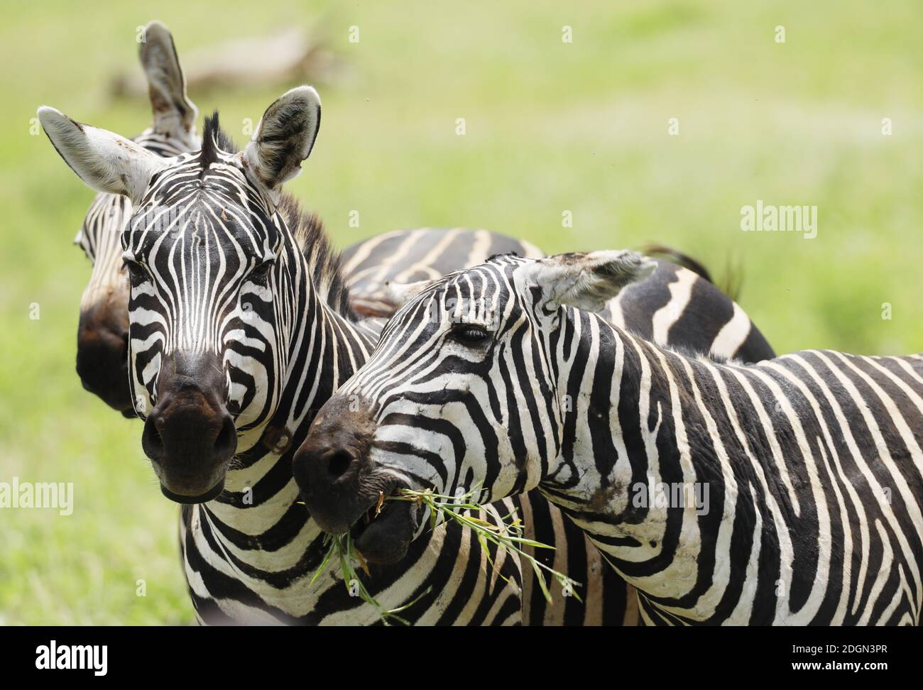 Zebre Nel Parco Nazionale Tsavo Est, Kenya, Africa Foto Stock