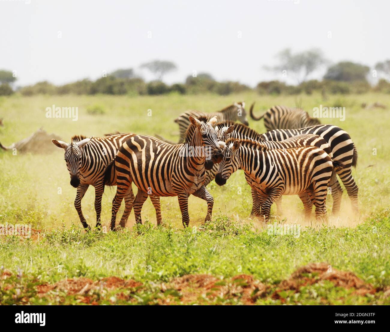 Zebre Nel Parco Nazionale Tsavo Est, Kenya, Africa Foto Stock