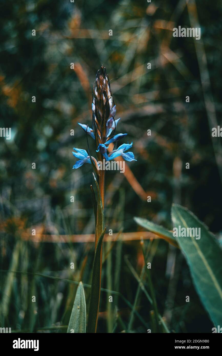lilla dactylorhiza fiore in un campo Foto Stock