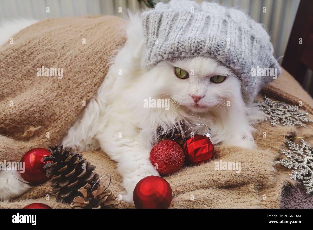 Gatto persiano bianco con cappello in composizione invernale accogliente. Foto Stock