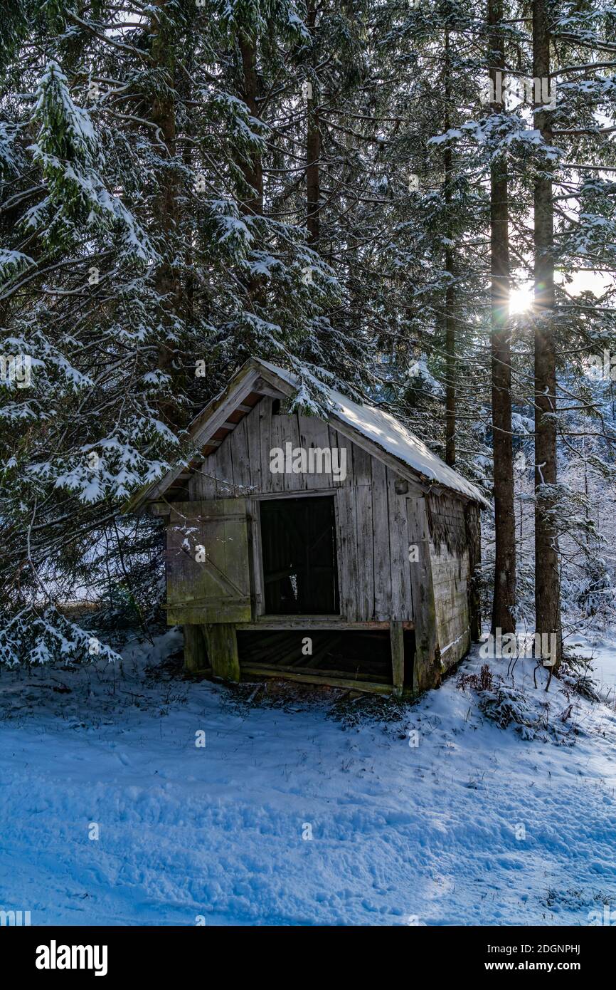 Eine alte Hütte steht am verschneiten Waldrand im Abendlicht. Die Sonne leuchtet durch die schneebedeckten Tannen. Vecchia capanna sul bordo nevoso della foresta Foto Stock