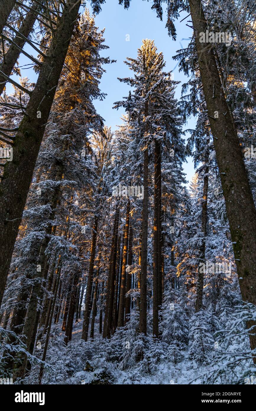 Im frisch verschneiten Tannenwald, auf einer Waldlichtung, schneebedeckter Tannenwald, foresta innevata, tramonto nella foresta, meraviglioso umore di illuminazione Foto Stock
