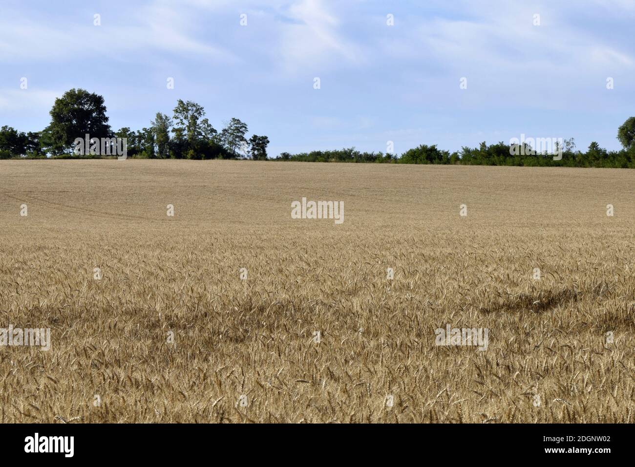 vista del campo di grano Foto Stock