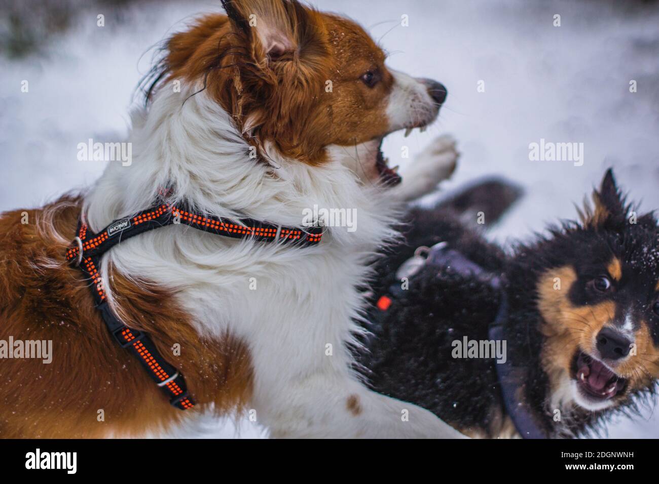 Cani che giocano nella neve Foto Stock