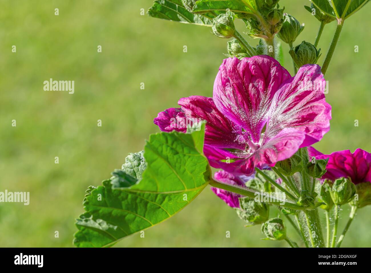 Malva sylvestris mauretania erba pianta fiore closeup Foto Stock