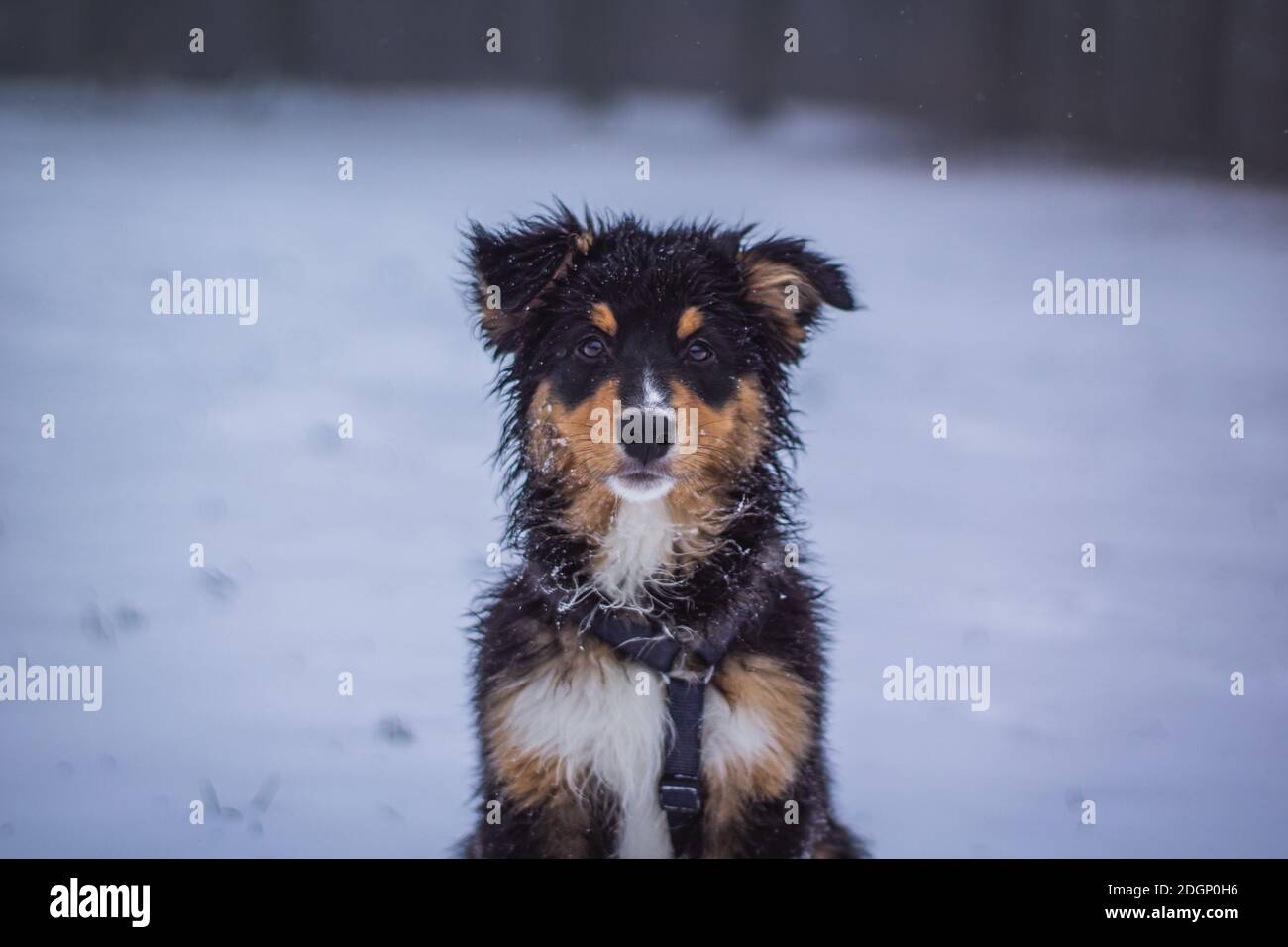 Cane cucciolo nella neve Foto Stock