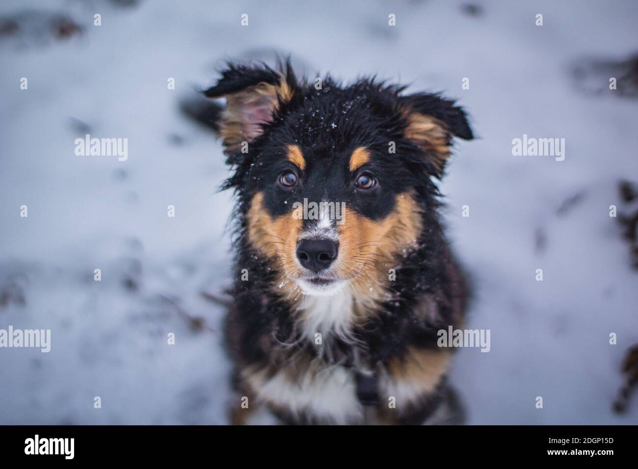 Cane cucciolo nella neve Foto Stock