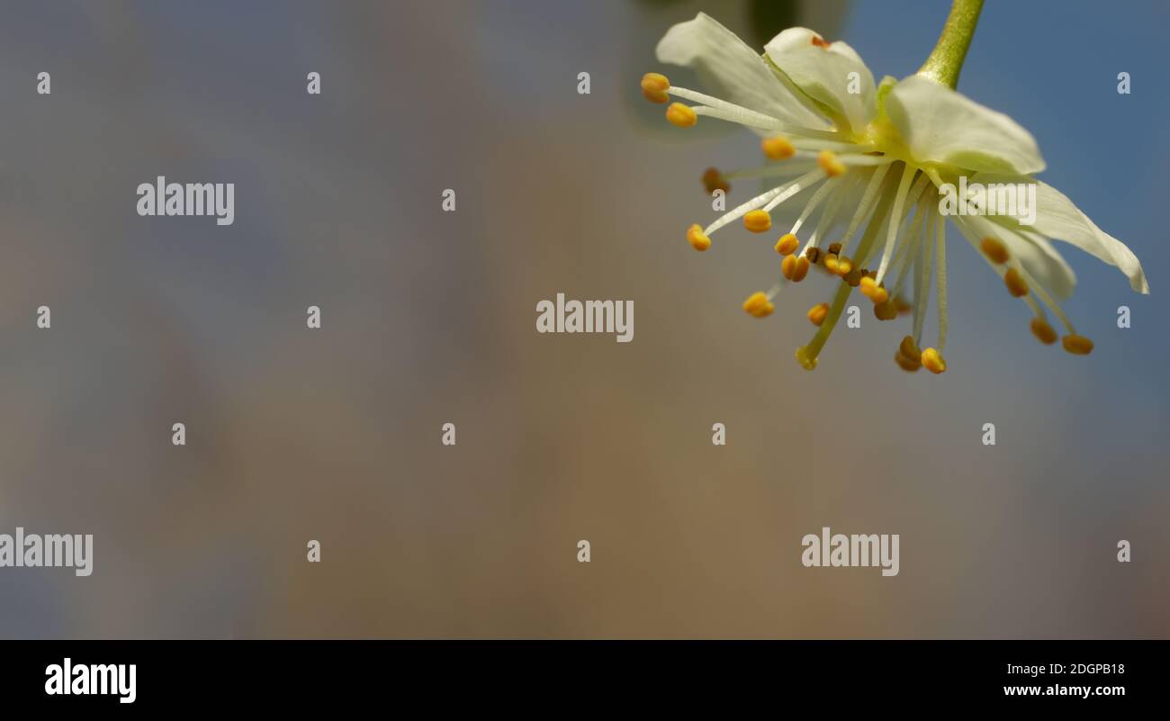 Primo piano di un albero fiorisce Foto Stock