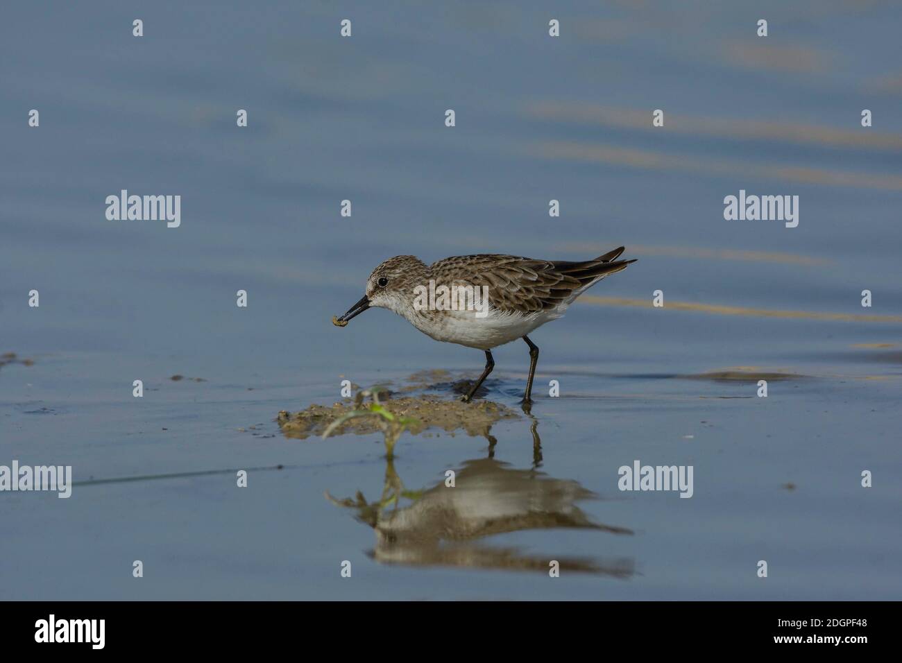 Piccolo stint (Calidris minuta) mangiare un verme. Foto Stock