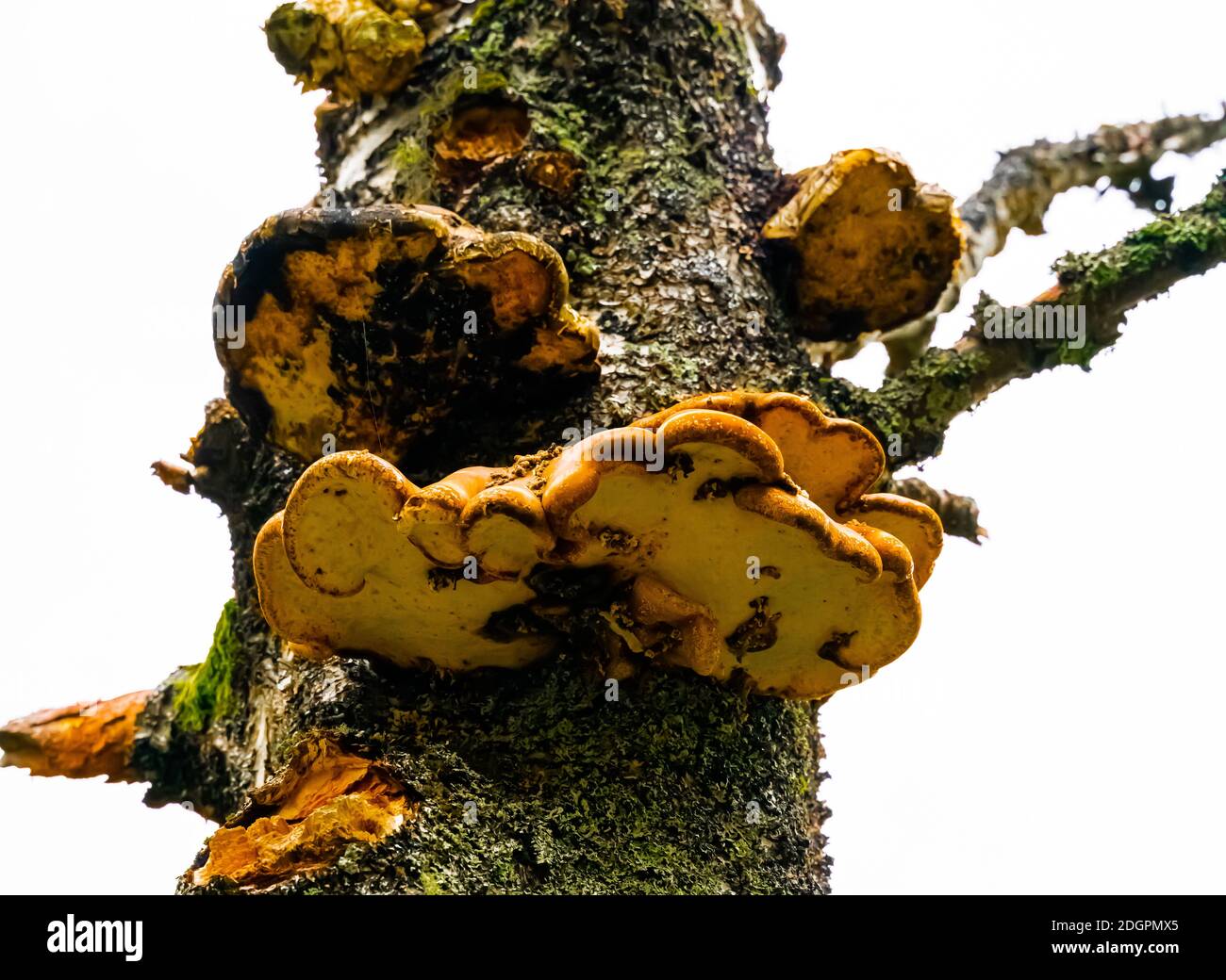 Funghi ostriche gialli e arancioni che crescono su un vecchio albero morto. Foto Stock