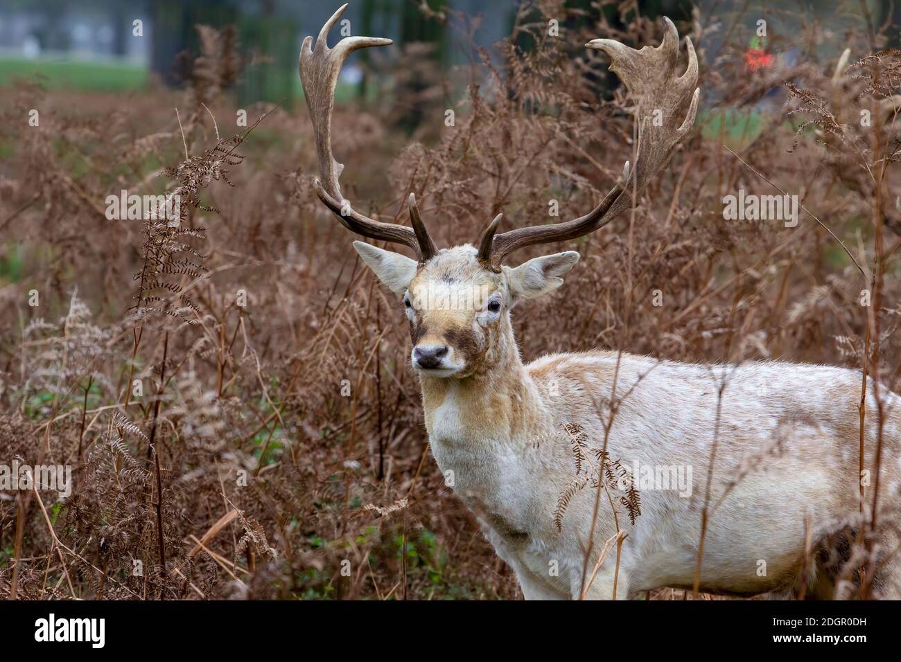 Giovane daino buck cervi in autunno Foto Stock