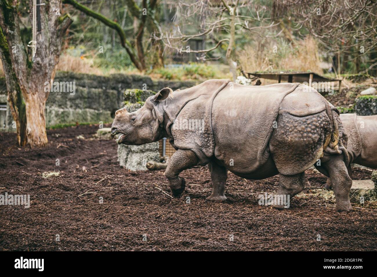Madre E Bambino Rhino. Rinoceronte indiano con vitello. Rinoceronte unicornis. Rinoceronte femminile con il suo neonato Foto Stock