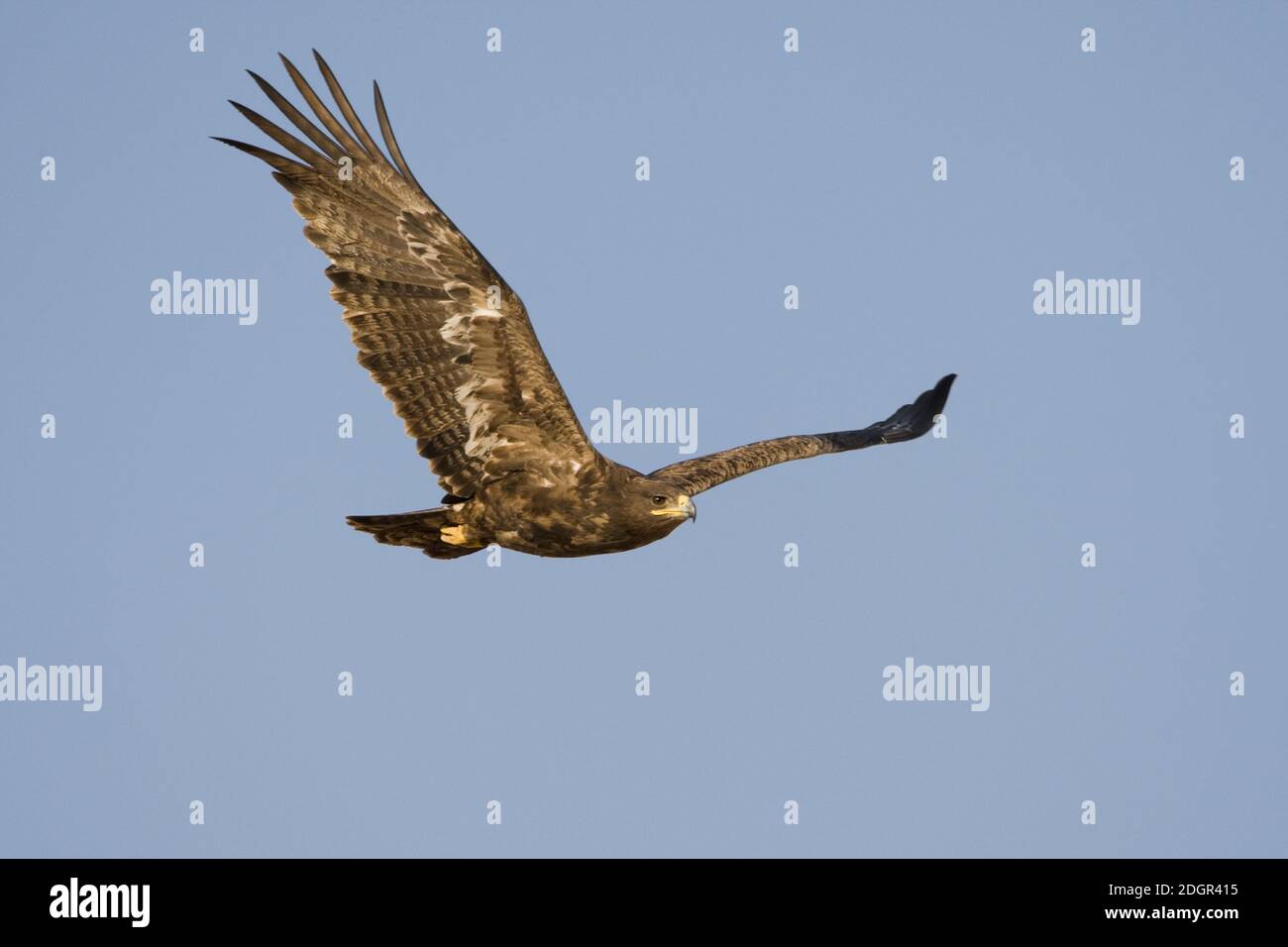 Steppe Eagle in volo in Oman. Area di svernamento per la specie. Foto Stock