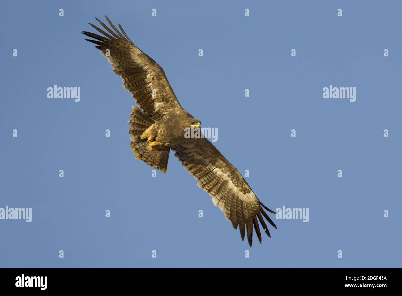 Steppe Eagle in volo in Oman. Area di svernamento per la specie. Foto Stock