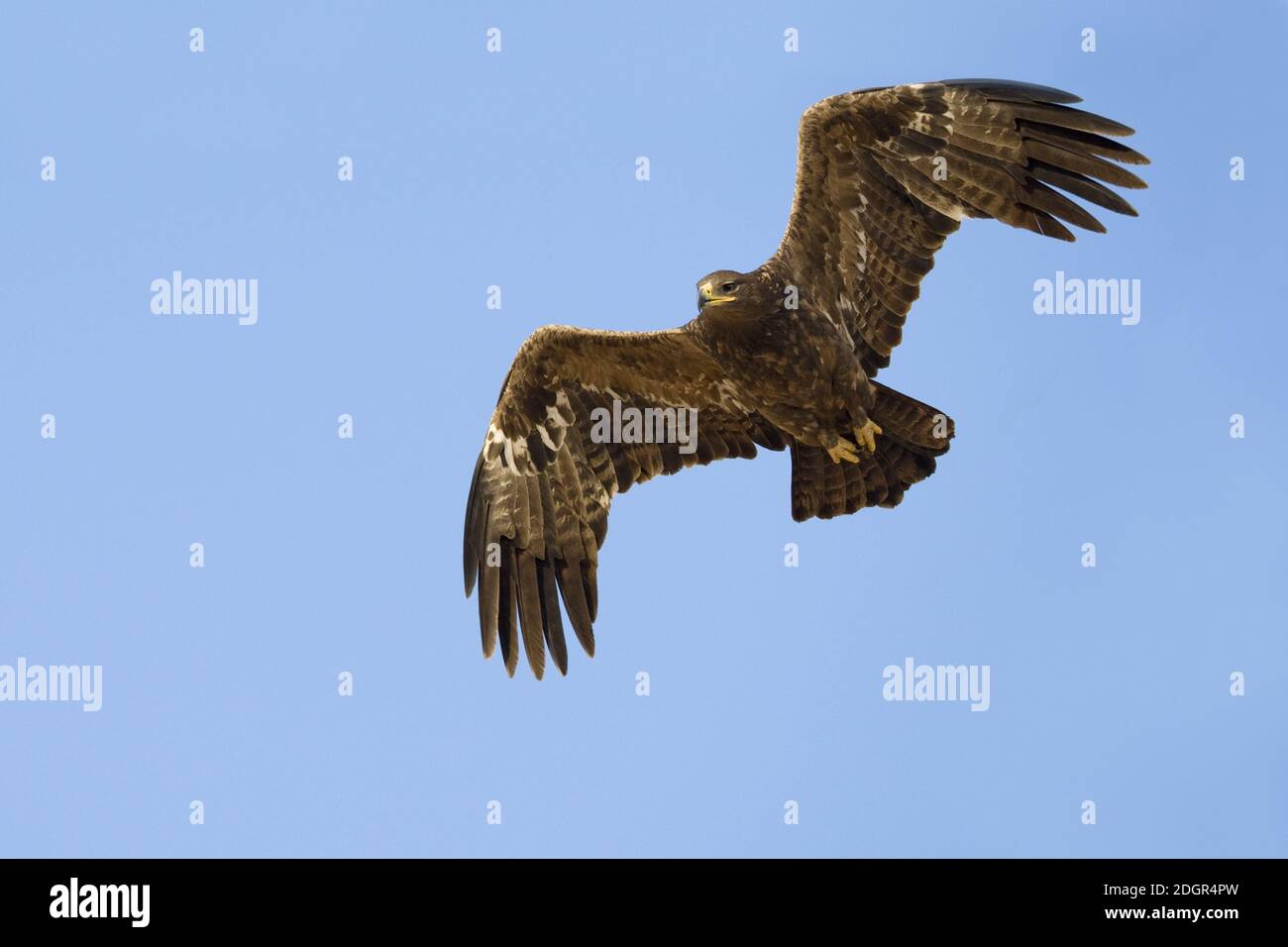Steppe Eagle in volo in Oman. Area di svernamento per la specie. Foto Stock