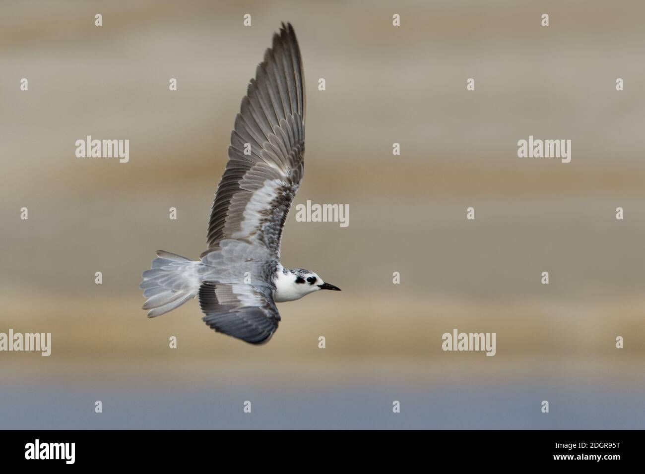 Flying Wintering White-Winged Tern in Oman. Foto Stock