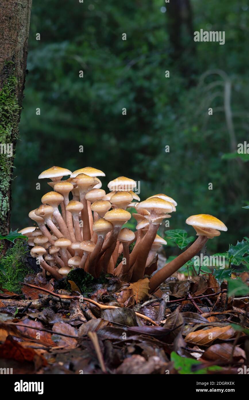 Gruppo di sgabelli funghi al miele Foto Stock