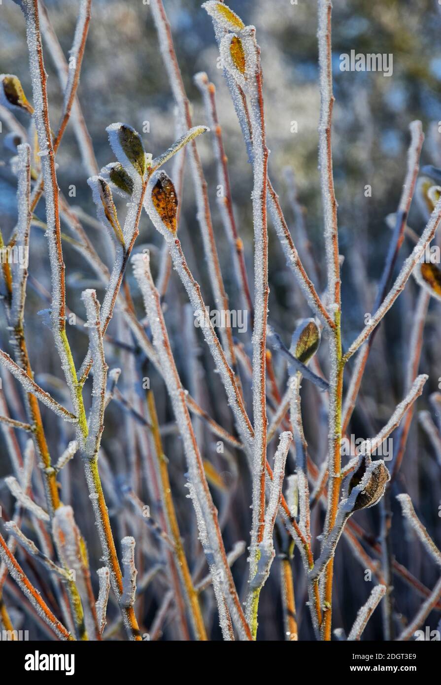 gambi di pianta gelidi Foto Stock