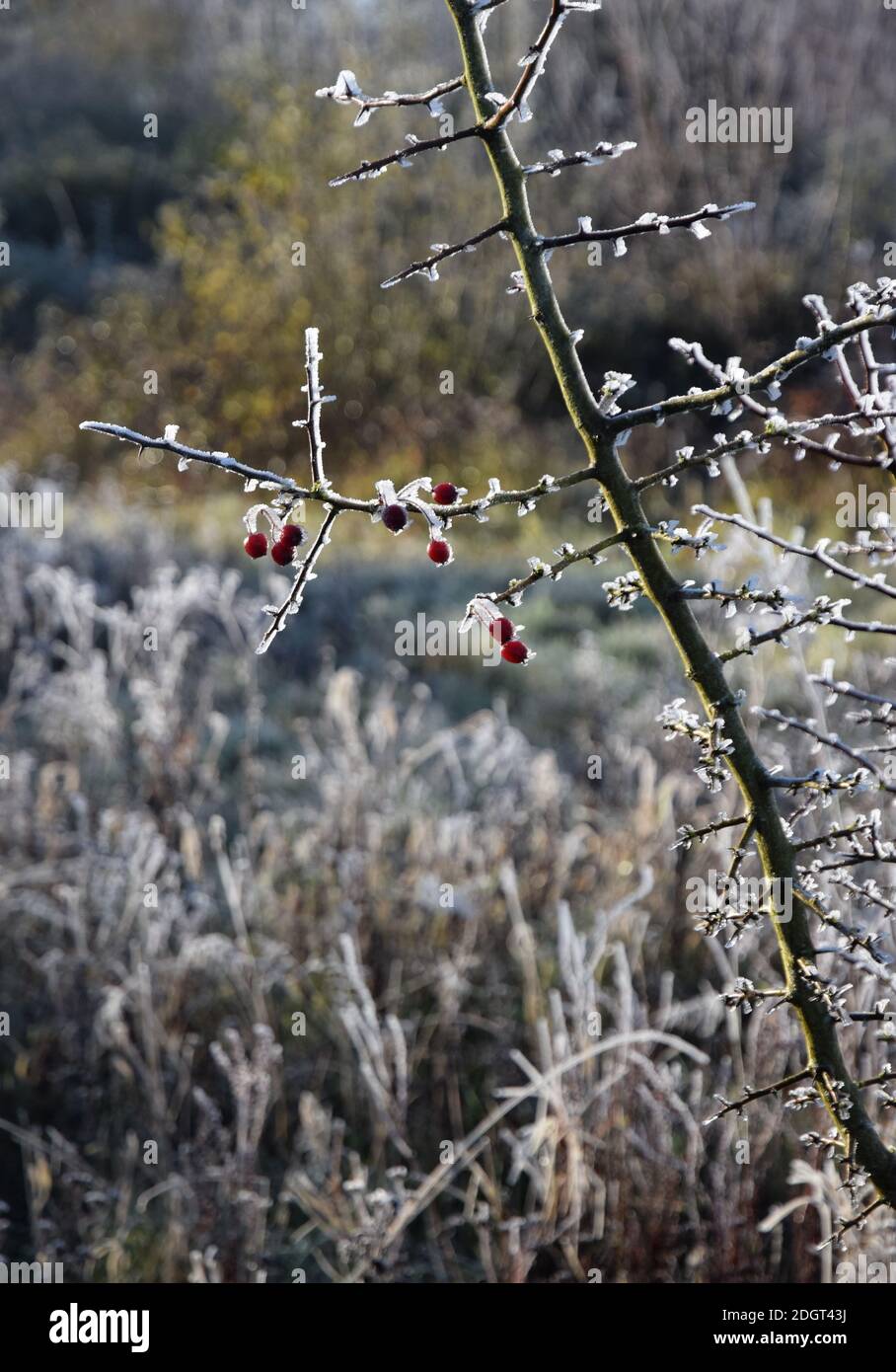 Rime sulle bacche di biancospino Foto Stock