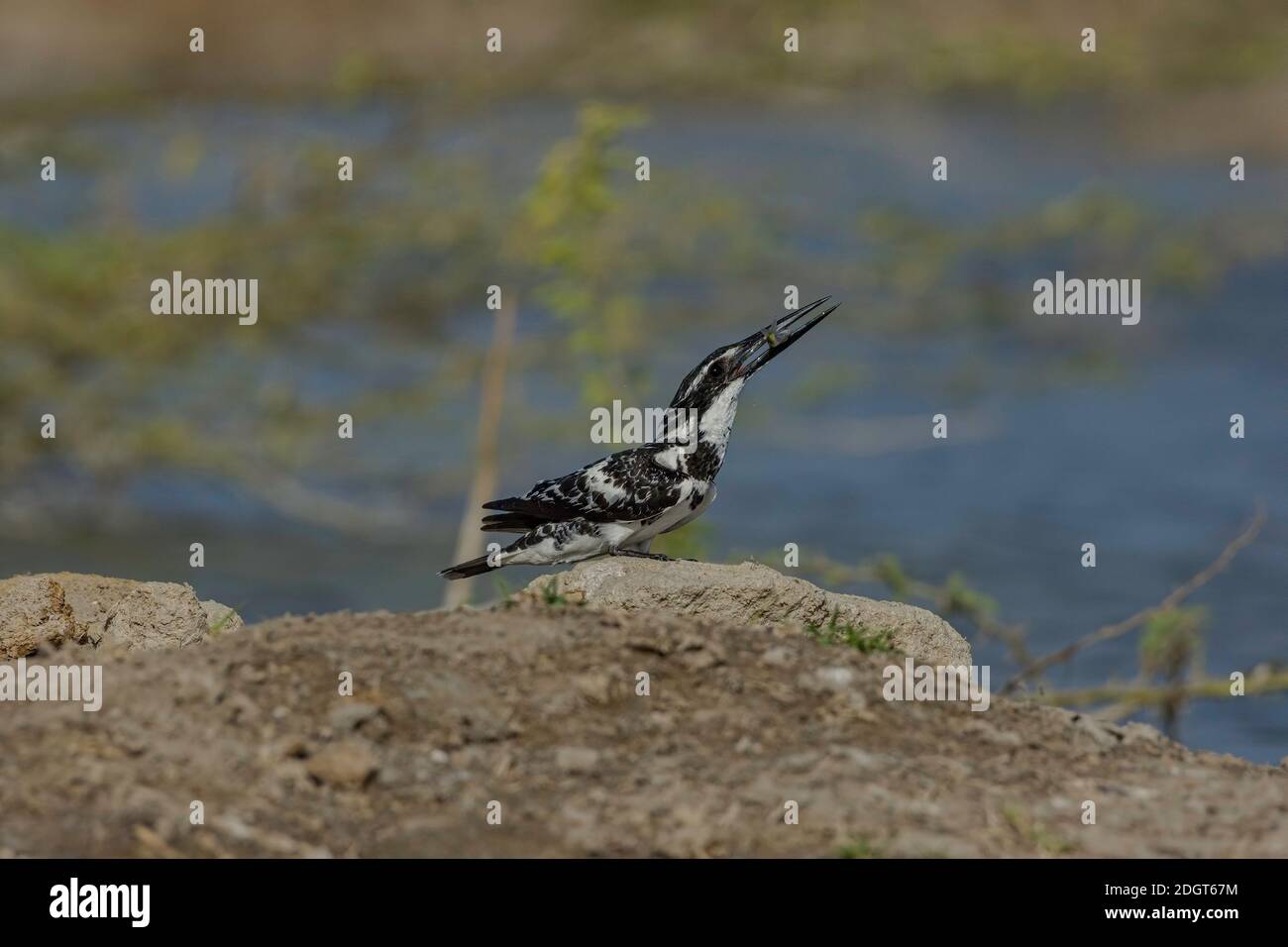 Pied Kingfisher (Ceryle rudis) mangiare pesce. Foto Stock