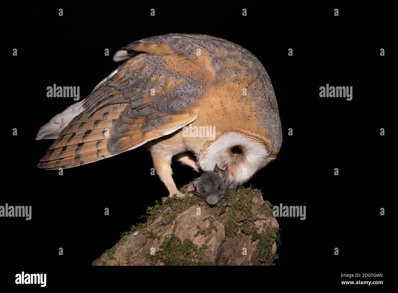 Incredibile ritratto di gufo di granaio con il mouse della casa (Tyto alba) Foto Stock