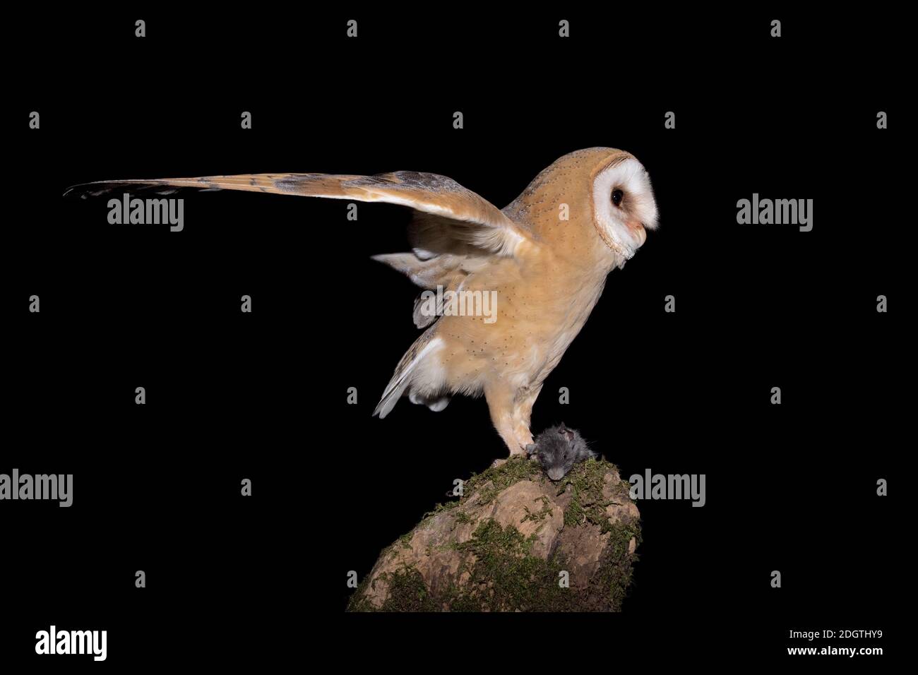 Un uccello muto di preda in predazione, il gufo di granaio (Tito alba) Foto Stock