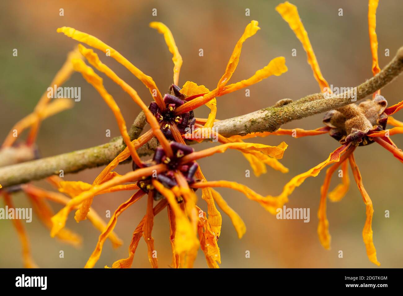 Hamamelis x Intermedia 'Aphrodite' (cazel strega) una pianta di arbusto fiorente di primavera invernale che ha un altamente fragrante primavera giallo arancio fiore e. Foto Stock