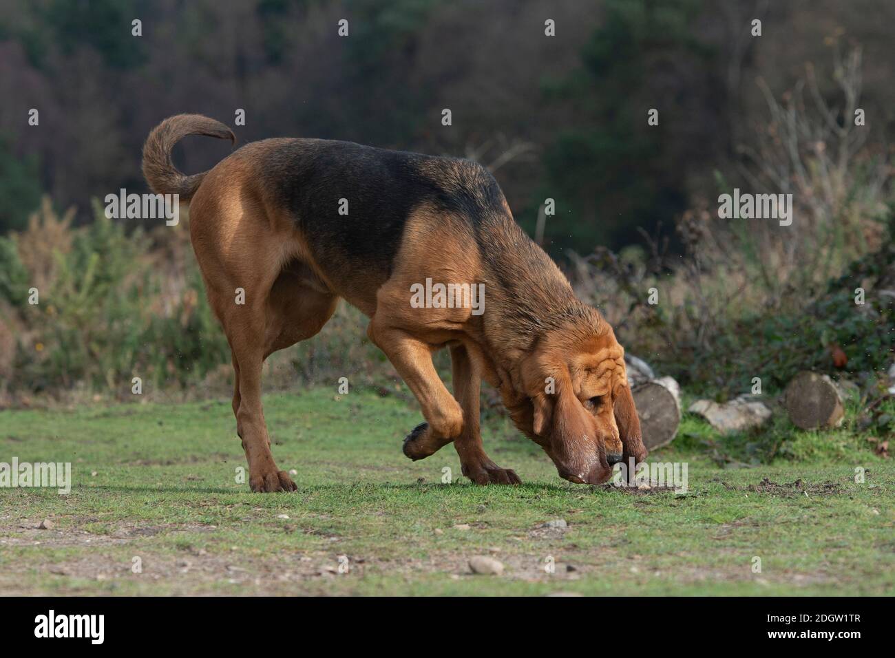bloodhound sniffing, caccia e tracking Foto Stock