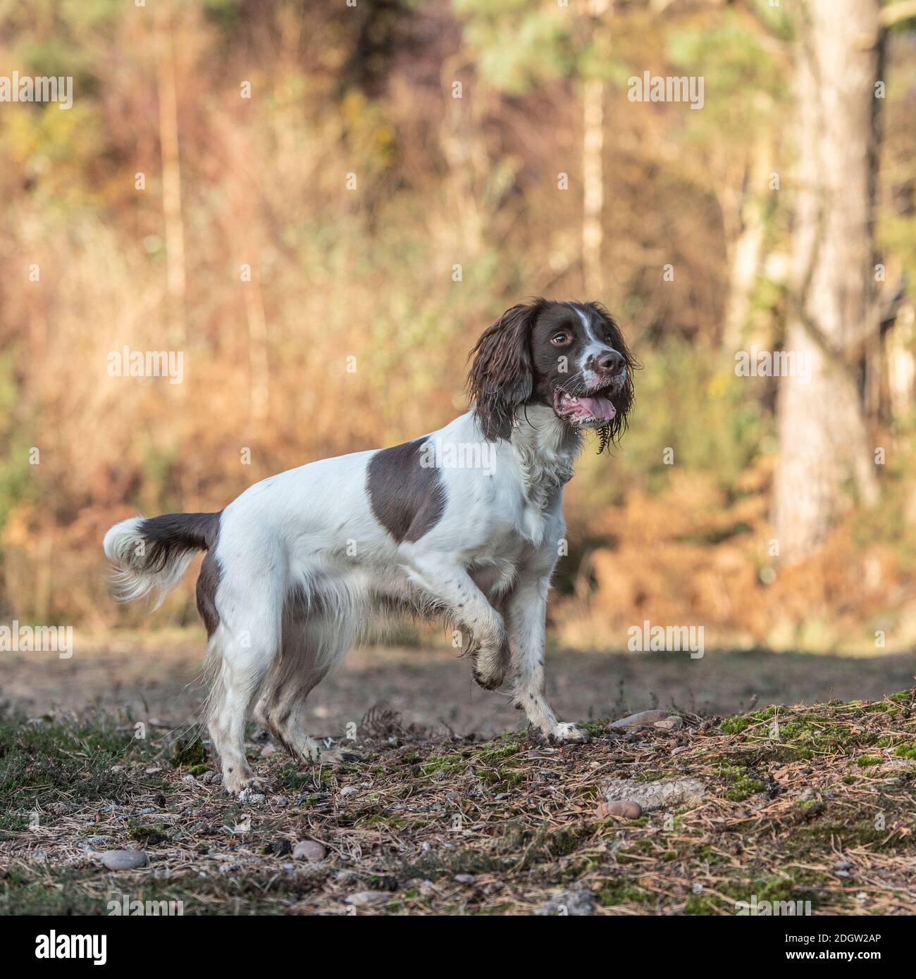 English Springer spaniel Foto Stock