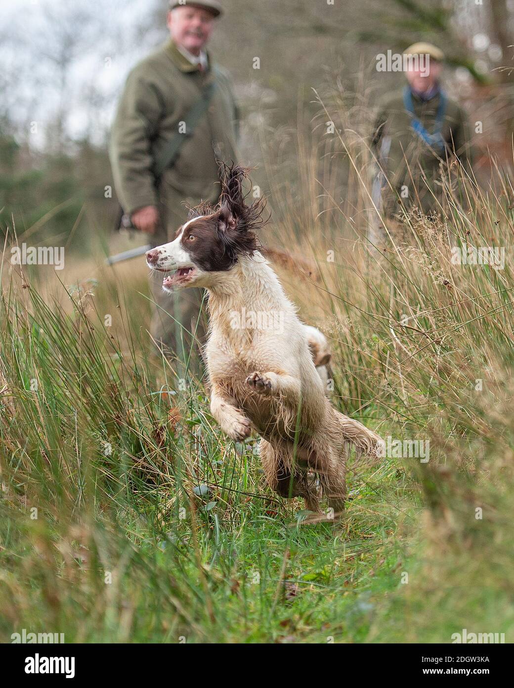 lavorando springer spaniel su un fagiano ruvido sparare Foto Stock