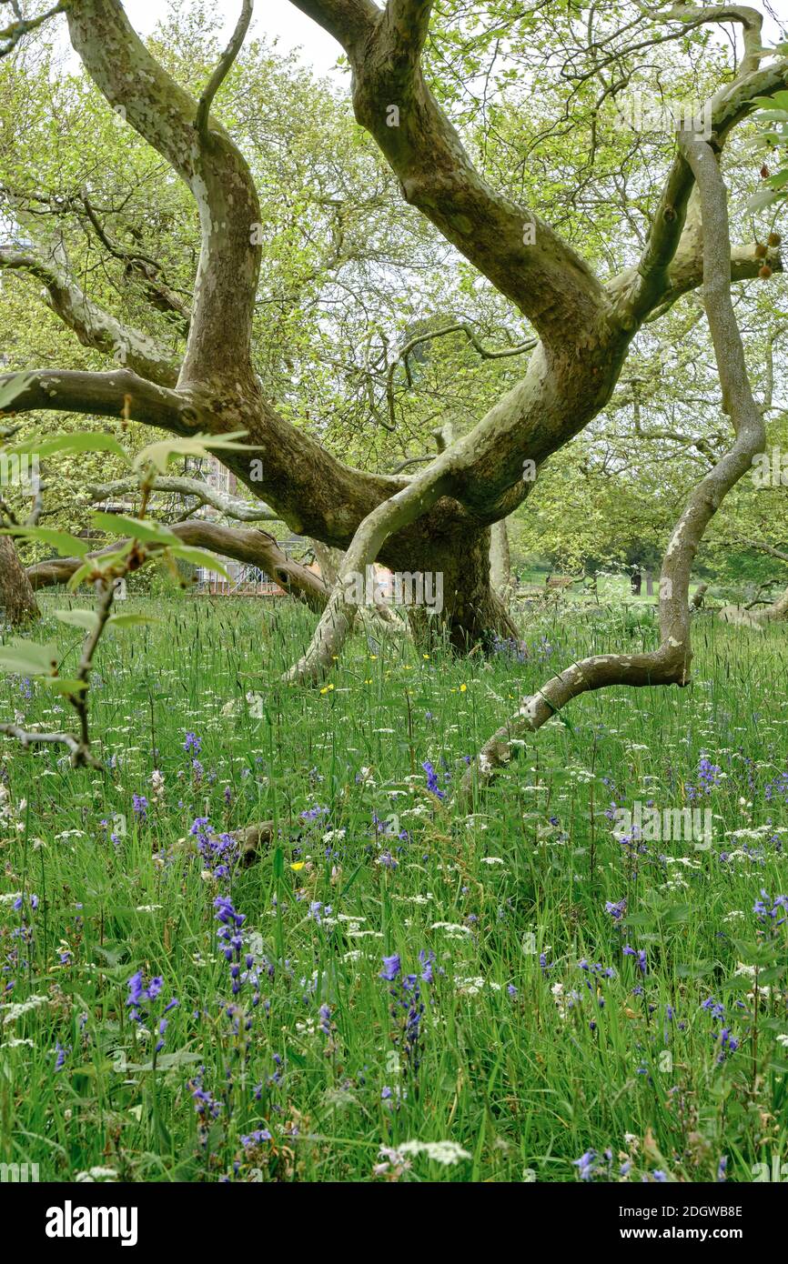 Un prato di fiori selvatici cresce sotto un albero con rami insolitamente ritorti. Foto Stock