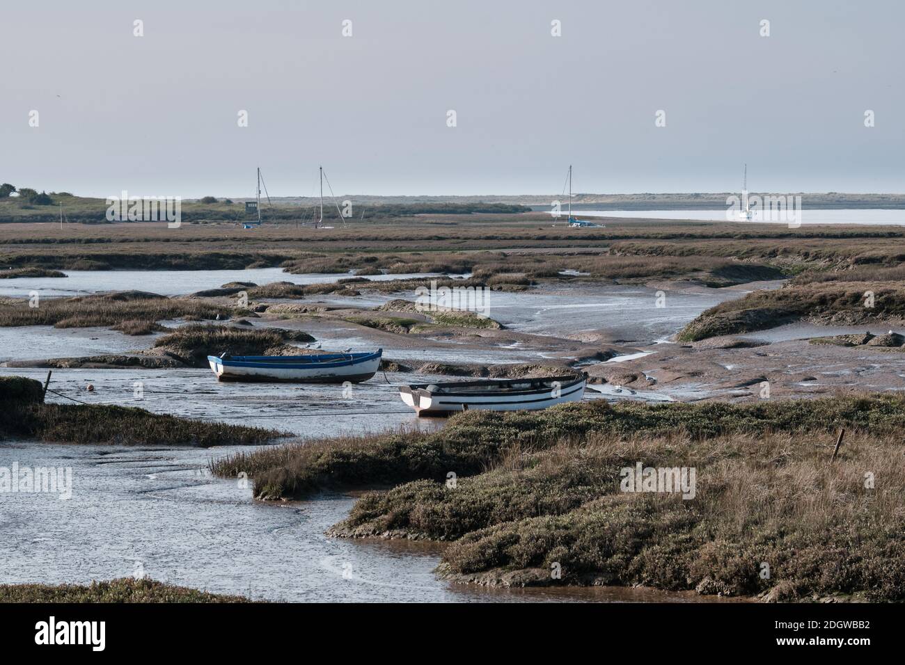 I gommoni si abbellito sul fango delle paludi a Burnham Deepdale, Norfolk Foto Stock
