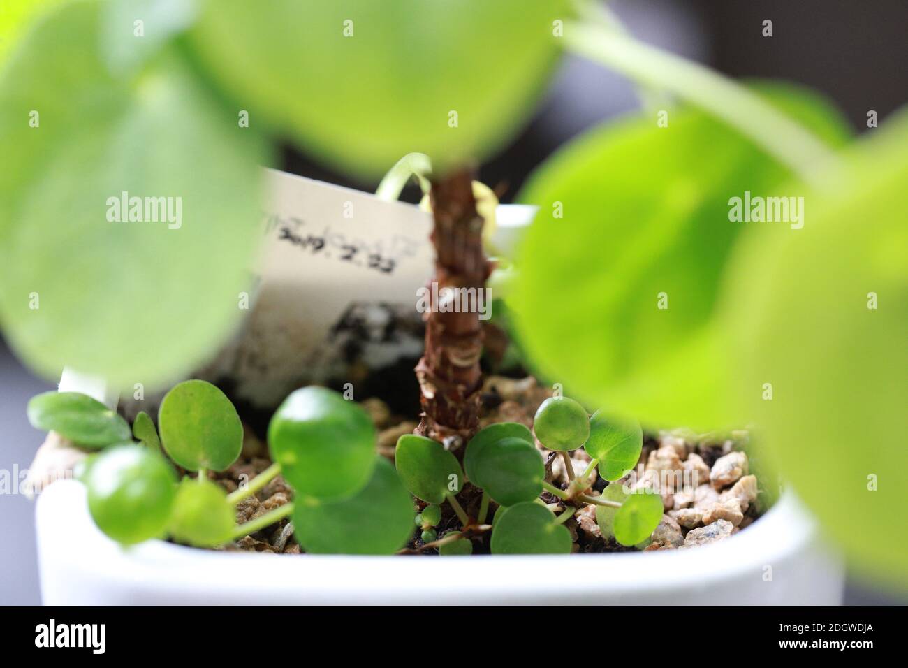 Pilea Peperomioides o pianta di denaro cinese in una pentola di argilla Foto Stock