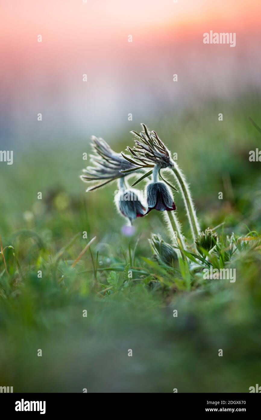 pulsatilla-Pulsatilla pratensis subsp. Nigricans Foto Stock