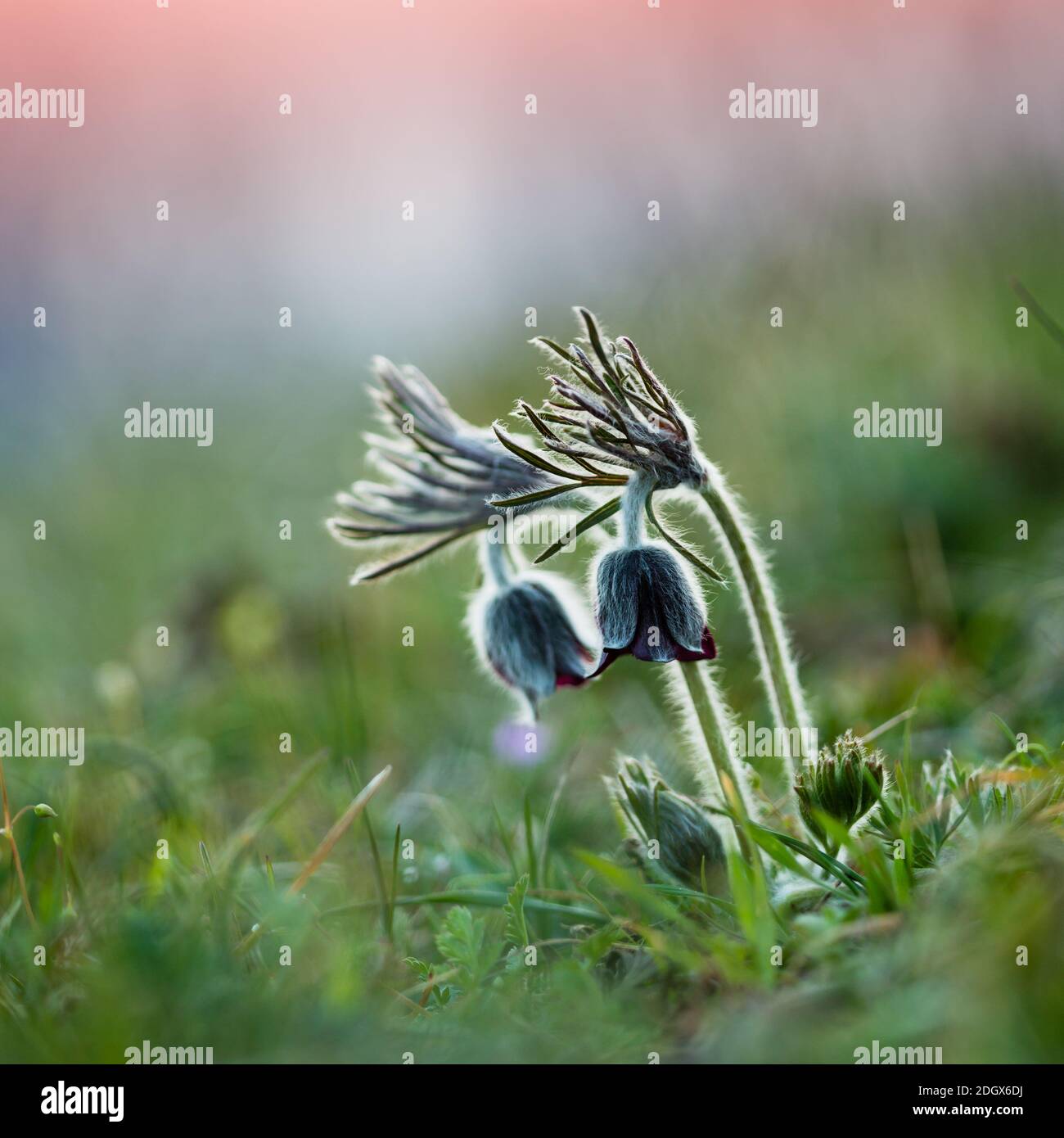 pulsatilla-Pulsatilla pratensis subsp. Nigricans Foto Stock