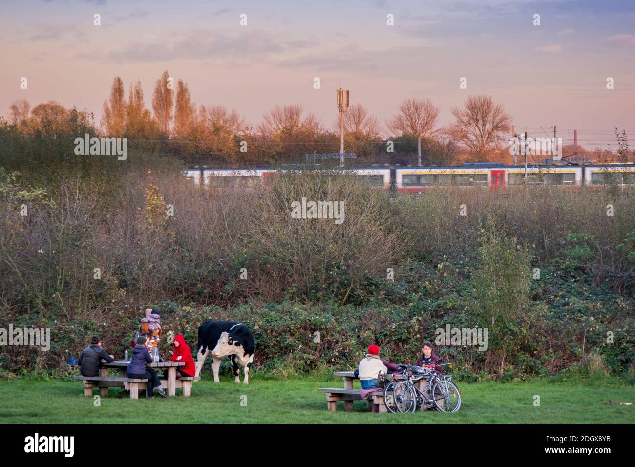 Un treno sulla Lea Valley collega la Anglia Route con campi nel parco della Lea Valley, una mucca e locali con picnic, Autunno, Clapton, Walthamstow, Londra Foto Stock